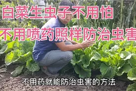 白菜等蔬菜生虫子又不想喷药？用这个方法，效果好还没有任何危害视频封面