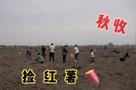 乌鲁木齐几千亩红薯地秋收完了，剩余的随便捡，这也太好了视频封面