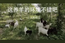 这羊生活环境真好，小农庄养羊有一套，紫花苜蓿虽好，也不可多喂视频封面