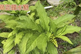 身边的草药（488），黄花倒水莲，补虚健脾散瘀通络的草药视频封面