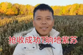 15晌地的紫苏抢收完成7晌地，人工费用估计花3万，芽豆也要收割了视频封面