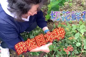 日本栽培鲜花很赚钱，淳妈三年研究一种花，轻松赚钱的副业搞起来视频封面