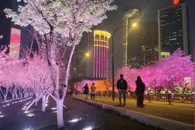 2023年武汉赏樱花仍然火爆全国，每天上万名外地游客前来观赏打卡视频封面