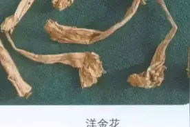 洋金花有平喘止咳、止痛、止痉等功效，可治疗哮喘、脘腹（腹部）视频封面