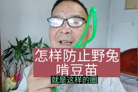 怎样防止野兔啃豆苗？介绍两个最简单可行的土办法视频封面
