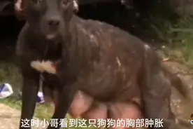 狗妈妈被赶出家门，导致奶涨，最后给善良的小哥连狗崽崽一块救走视频封面