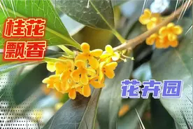 国庆期间石家庄花卉园的桂花含苞怒放 花香四溢 娱乐健身更提精神视频封面