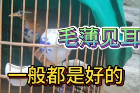 毛薄见耳怎么看？耳朵在哪里？百闻不如一见，这种一般都是好鸟