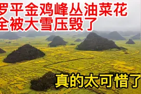 罗平罕降大雪，金鸡峰丛的油菜花田几乎都被毁坏，真的太可惜了！视频封面
