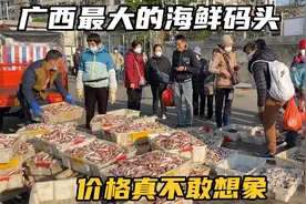 实拍广西最大的海鲜码头，鱼虾都是论筐卖，价格便宜到不敢想视频封面