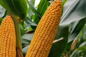 适合山东河南种植的大棒型玉米种，亩产达2100斤，农民种了还想种视频封面