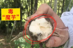野生毒“魔芋”老人说能毒翻一头牛，小伙伴们看清楚千万别误食