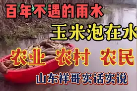 山东放羊大哥真敢说，土话土语逗人乐，生活万象他都知有条有理视频封面