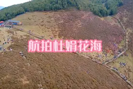 【旅记】航拍万亩杜鹃花海景区，位于昆明市禄劝县马鹿塘乡。视频封面