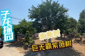 巨无霸紫薇树视频封面