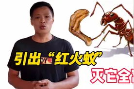 家里来红火蚁了怎么办？小何这招就厉害了，请它们吃鸭脚再灭全窝视频封面