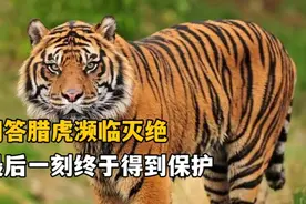 因人类对森林的破坏，使得苏门答腊虎濒临灭绝，甚至开始袭击人类视频封面