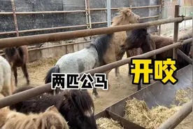 小矮马群居圈里不能有两匹公马，见面就咬，真是“一山不容二虎”视频封面