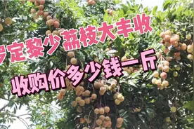 广东罗定黎少镇今年荔枝喜获大丰收，但价格便宜到果农叹气！视频封面