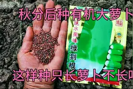 秋分后种晚萝卜，多施这种肥，后期萝卜又脆又甜个头大不糠心视频封面