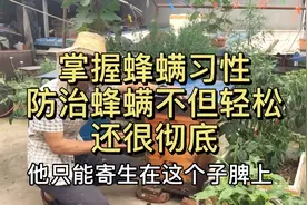 想要既轻松还要能彻底防治蜂螨，看看我的这个方法怎么样？视频封面