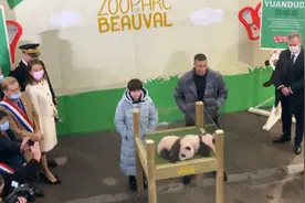 法国新生熊猫命名仪式视频封面