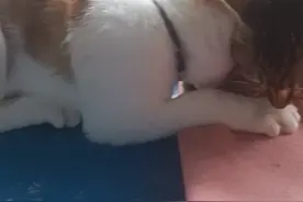 小猫争夺肉视频封面