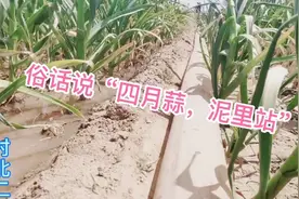 二哥家早熟蒜即将收获，赶紧浇一水，让大蒜喝饱，长大个儿！视频封面