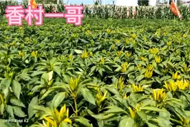 辣椒高产品种，实地考察，值得推荐，大家欣赏视频封面