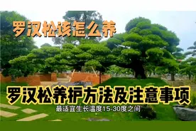 罗汉松怎么养？罗汉松养护方法及注意事项，你学会了吗？点赞收藏视频封面