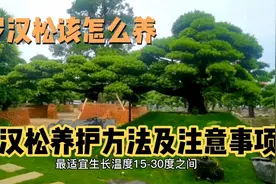 罗汉松怎么养？罗汉松养护方法及注意事项，你学会了吗？点赞收藏视频封面