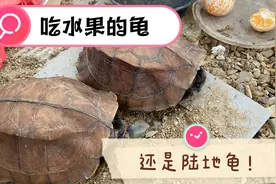 他！只吃水果青菜而且还不用下水的陆地龟，还合法合规饲养！