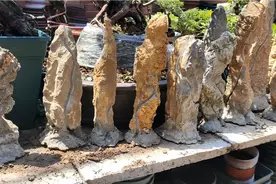 山上没人要的石头，拿回家开槽加底座，做成附石盆景价值大大提高视频封面