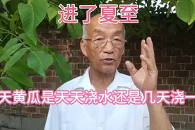 夏至后黄瓜进入结瓜盛期，需水量大，是天天浇水还是几天浇一次？视频封面