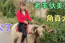 这女人想训练十年的老种羊，看到羊角后有点害怕了，看看能骑成吗视频封面