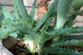 木立芦荟 龙爪菊 盆栽净化空气 吸收甲醛 晒干打粉吃 为健康保驾视频封面