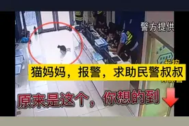 猫妈妈，报警求助民警叔叔，看看后续会怎样，想不到吧视频封面