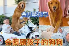 会帮主人照顾孩子的狗狗，每天开车接孩子放学，还带孩子去游乐园视频封面