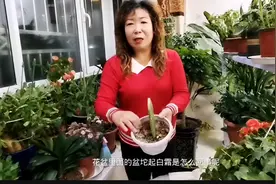土壤里面起白霜用这种方法去除，快看看吧视频封面