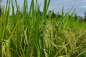 100斤谷子能出多少米？卖稻谷划算还是卖米划算？这个视频告诉你视频封面