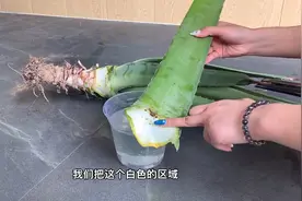 你们认为有毒的芦荟，依宝在家割一片这样做，皮肤好的不得了水嫩视频封面