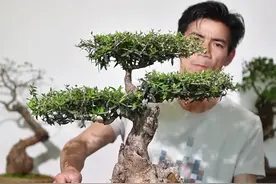 《一起学盆景》弟175期 鬼柳盆景 盆景修剪 盆景制作视频封面