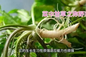 誉为菜中甘草之称的野菜视频封面