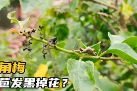 三角梅花苞发黑掉落为什么？花园只发现一棵，脱盆一看明白了视频封面