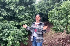新年新气象2022荔枝花挂满枝头，新年的希望。视频封面