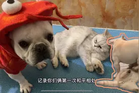 狗狗天天欺负猫咪，主人想了个办法终于调解成功！家里可算和谐了视频封面