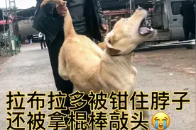 “导盲犬”被钳住脖子，还被拿棍棒敲头，可怜拉多一世忠诚视频封面