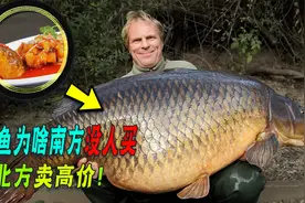 在北方受欢迎的鲤鱼，为何在南方很少人吃？甚至不爱买？视频封面
