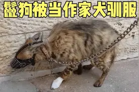 鬣狗袭击村庄，被村民当作家犬驯服，这下虎落平阳不敢嚣张视频封面