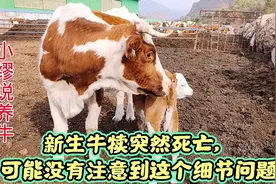 新生牛犊突然死亡，可能没有注意到这个细节问题视频封面